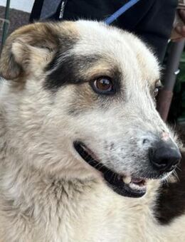 Balou - war viel zu dünn - Dreikirchen