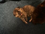 🐾 Wunderschöne BKH/Perser-Mix Kitten – Erster Wurf in liebevolle Hände abzugeben - Ibbenbüren