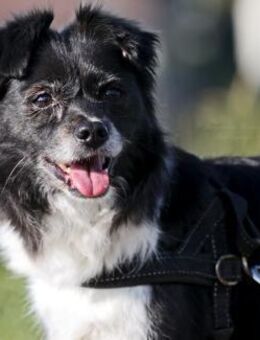 AMY 💖 super brave & fitte Seniorin! - Neudenau