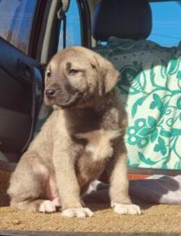 Ash sucht seine Menschen - Eixen