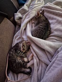 Bengalmix kitten abzugeben - Lübeck