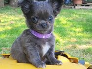 Chihuahuawelpen,ein echter Hingucker, Vereinszucht - Duisburg