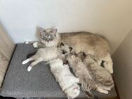 Süsse reinrassige Ragdoll Kitten suchen ein neues liebevolles Zuhause - Altötting
