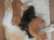4 kleine Kätzchen suchen ein neues Zuhause - Abtsbessingen