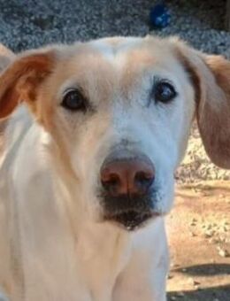 Sotiria, geb. ca. 05/2017, GRIECHENLAND - Markdorf