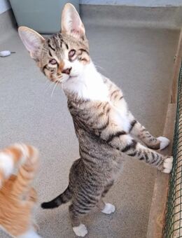 Frecher Robbie sucht liebevolles Zuhause - Bergheim (Nordrhein-Westfalen)