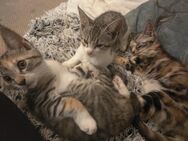 Süße Maincoon Mix Kitten suchen liebevolles Zuhause - Ilsfeld