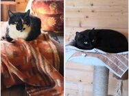 Barney & Milow suchen ihr Zuhause! - Walluf
