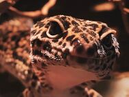 Leopardgecko (Weibchen) - Schweinfurt