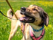 agile Nena sucht Pflegestelle Juli - Berlin