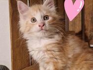 Maine Coon - Crimmitschau