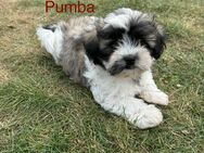 Shih tzu - Malteser - Bolonka Welpen - Emsdetten