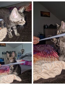 1 Maine Coon Mix Kater sucht einen neuen Dosenöffner - Leutkirch (Allgäu)