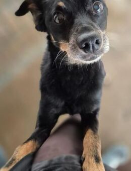 OPI ACE SUCHT EIN WARMES KÖRBCHEN - Mönchengladbach