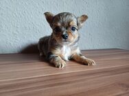 Chihuahua Rüde Langhaar Black Merle mit braunen Abz. - Steyerberg
