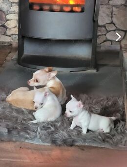 2 reinrassige Chihuahua-Welpen zu verkaufen - Knittelsheim