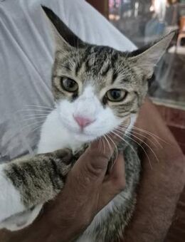 Katerchen 222843 sucht seine Dosenöffner - Köln