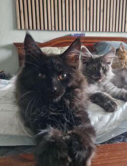 Maine Coon Kätzchen - bereit für ihr neues Zuhause - Luckenwalde