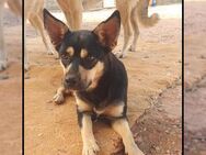 Pinscher Mix: sehr sozial+lieb; RUBY! - Meinerzhagen