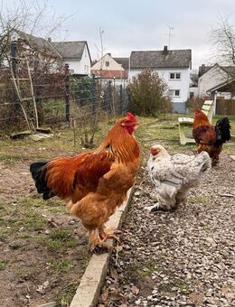 Reinrassiger Brahma Hahn - Prath