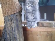 Norwegische Waldkatzen Kitten - Lehmkuhlen