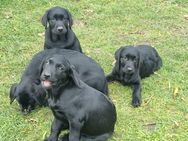 Unsere süßen Labrador-Welpen sind ab sofort abgabebereit - Hohenberg-Krusemark