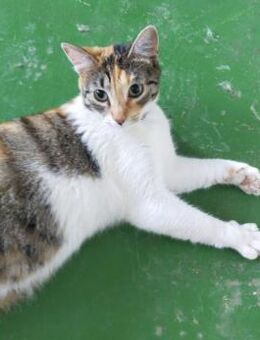 AMAZOANA - (lieb, ruhig, sozial) - Köln