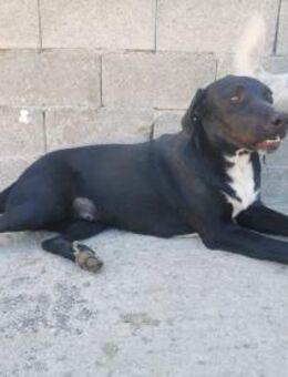 💛LUCKY💛 - BLACK BEAUTY SUCHT ... - Alfeld (Leine)