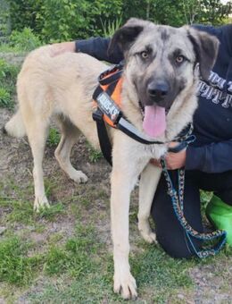 YOMA💖liebes, GROSS-artiges Hundemädchen - Hamburg