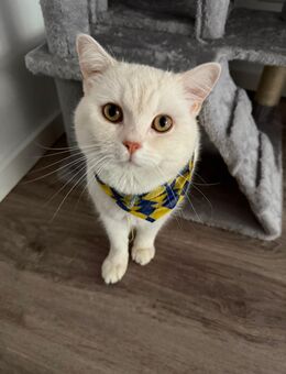 Deckkater verfügbar – Braun (3 Jahre) und Weiß (1 Jahr) - Heidenheim (Brenz)