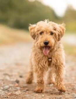 Sami will endlich ankommen! - Hemmoor