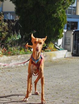 Estrella - Lorsch (Karolingerstadt)