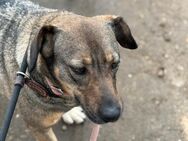 Leska,Pinscher-Mini Schäferhund Mix - Essen