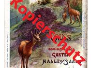 Alte Ansichtskarte „Gruss aus dem zoologischen Garten Halle a/Saale“, 1909 - Landsberg