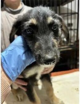 Jule - Pflegestelle oder Zuhause gesucht - Oberwies