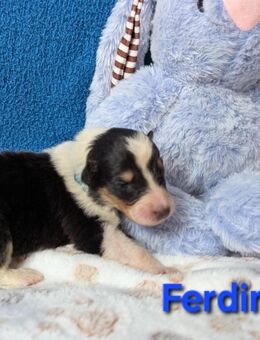Reinr. Colliewelpen m. Ahnentafel zu verk. - Osterhofen