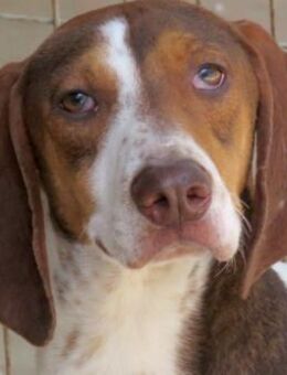 Dec -schüchtern, lieb, hat Energie- - Oldenburg