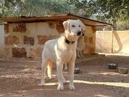 Lilly sucht ihr Zuhause - Fronreute