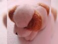 Bernhardiner Welpe-Hund in 76829