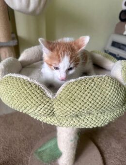 5 süße BKH Mix Kitten - Ohrdruf Zentrum