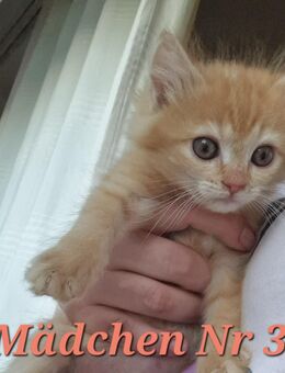4 Kleine Babykatzen - Berlin