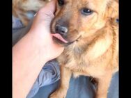 Die süße 💕Gracie💕sucht ihre Familie - Freilassing
