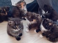 XXL Maine Coon Mädels + 1x Bub - Bechhofen (Bayern)