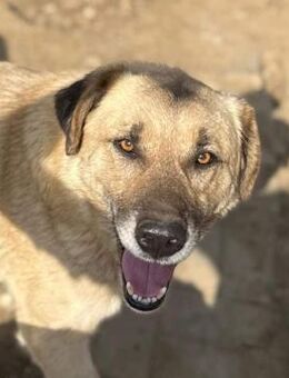 Gyozo ~ zauberhaft und verteilt Küßchen - Duisburg