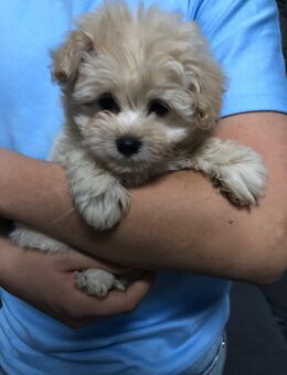 Pomapoo Welpen – 12 Wochen – geimpft & gechipt Wir haben noch 3 Pomapoo Welpen abzugeben: 1 Mädchen und 2 Rüden. - Wiesbaden Delkenheim