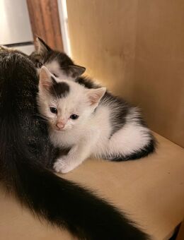 Eine Babykatze in liebevolle Hände abzugeben - Merzig