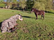 Exmoor Pony Stute abzugeben - Uslar