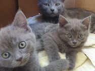4 graue Babykatzen - Straubing Zentrum