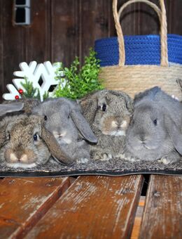 ✨Echte Miniwidder Kaninchen Baby Haserl Minilop Zwergwidder Hasen SOFORT - Büchlberg