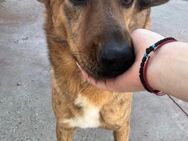 Oskar sucht ein neues Lebensgefühl - Celle